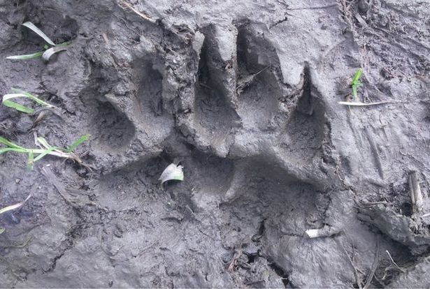 Beast of Bodmin Moor Pawprints